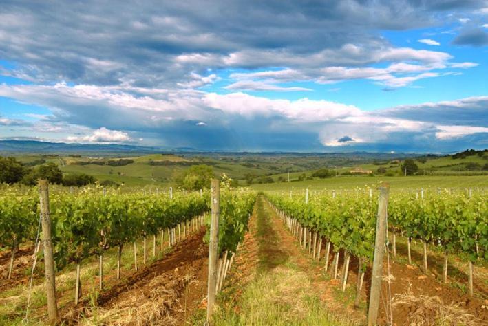 Abbadia Wine Relais Bed & Breakfast Montefollonico Ngoại thất bức ảnh