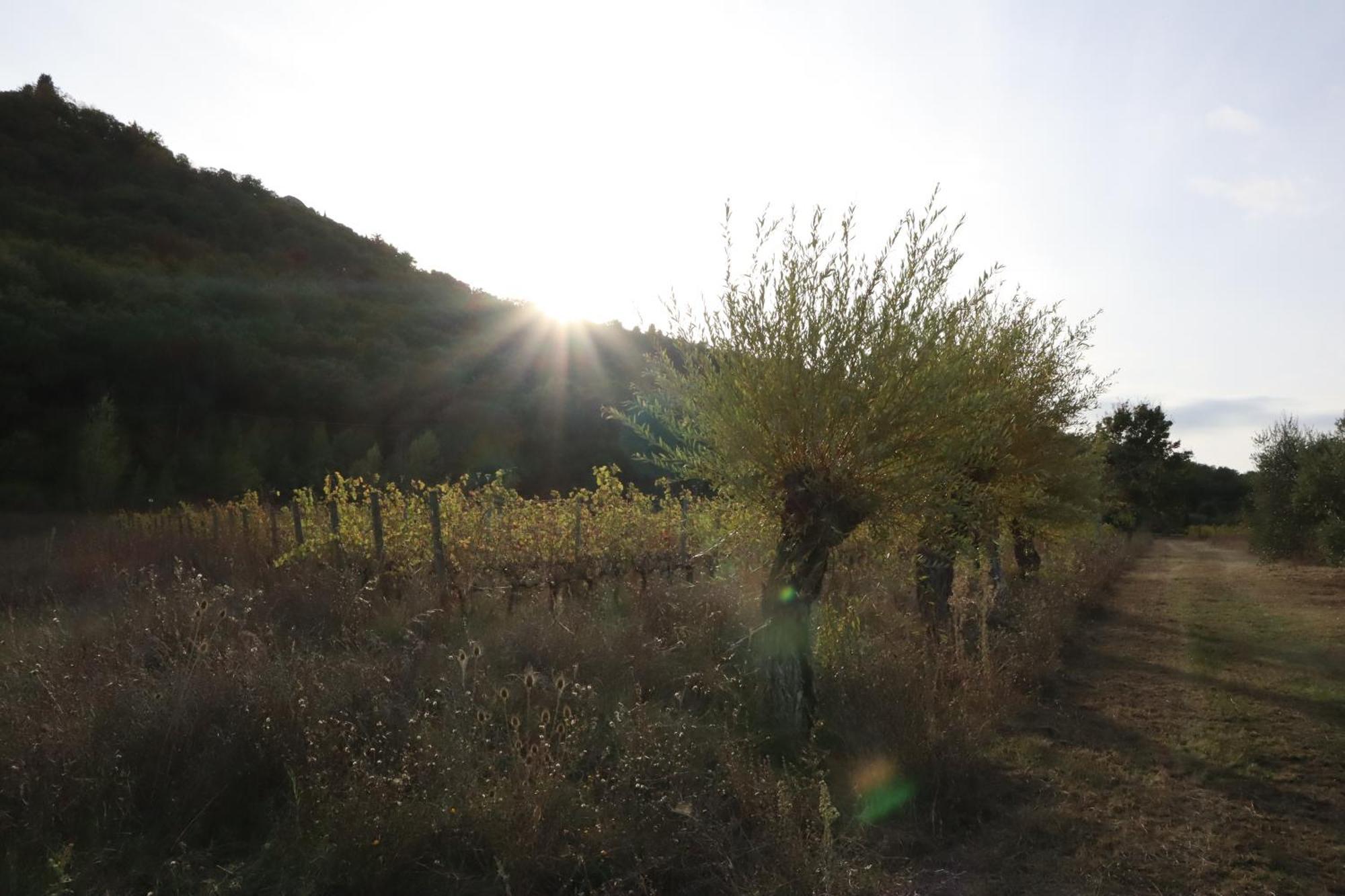 Abbadia Wine Relais Bed & Breakfast Montefollonico Ngoại thất bức ảnh